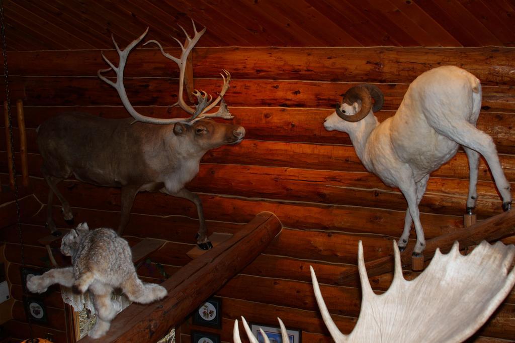 Wise Old Hunter Lodge Anchor Point Rom bilde